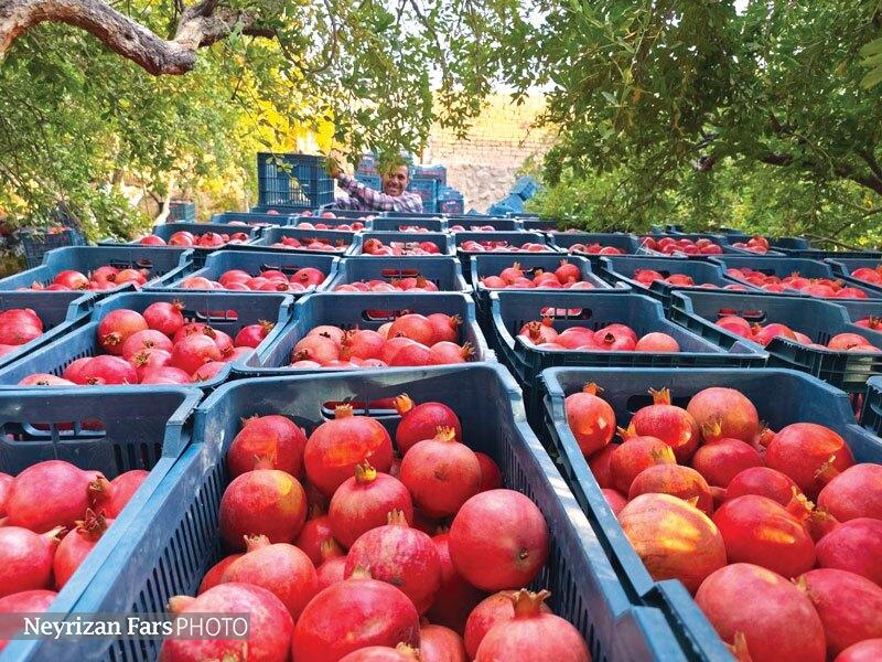 ثروت سرخ نیریز در انتظار آب ثروت سرخ نیریز در انتظار آب