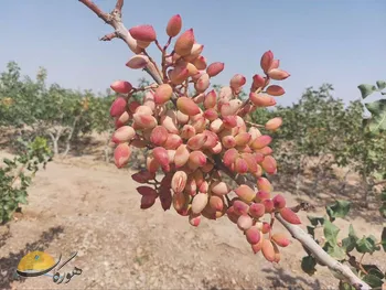 پسته نی‌ریز؛ کاهش تولید، قیمت ۴ برابری و فروش کال
