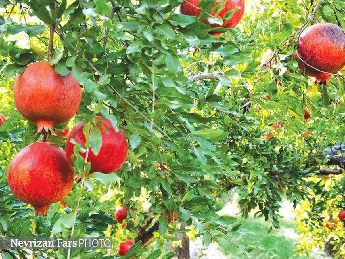 ثروت سرخ نی‌ریز در انتظار آب